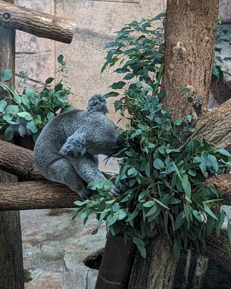 Visiter le Zoo de Beauval en famille