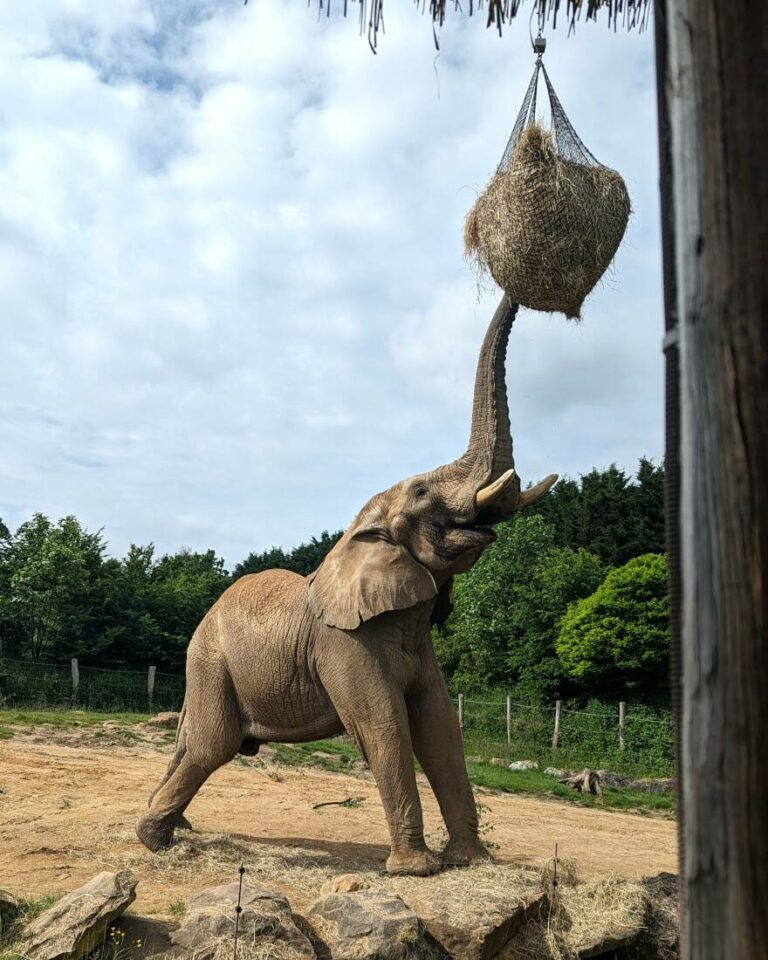 Visiter le Zoo de Beauval en famille