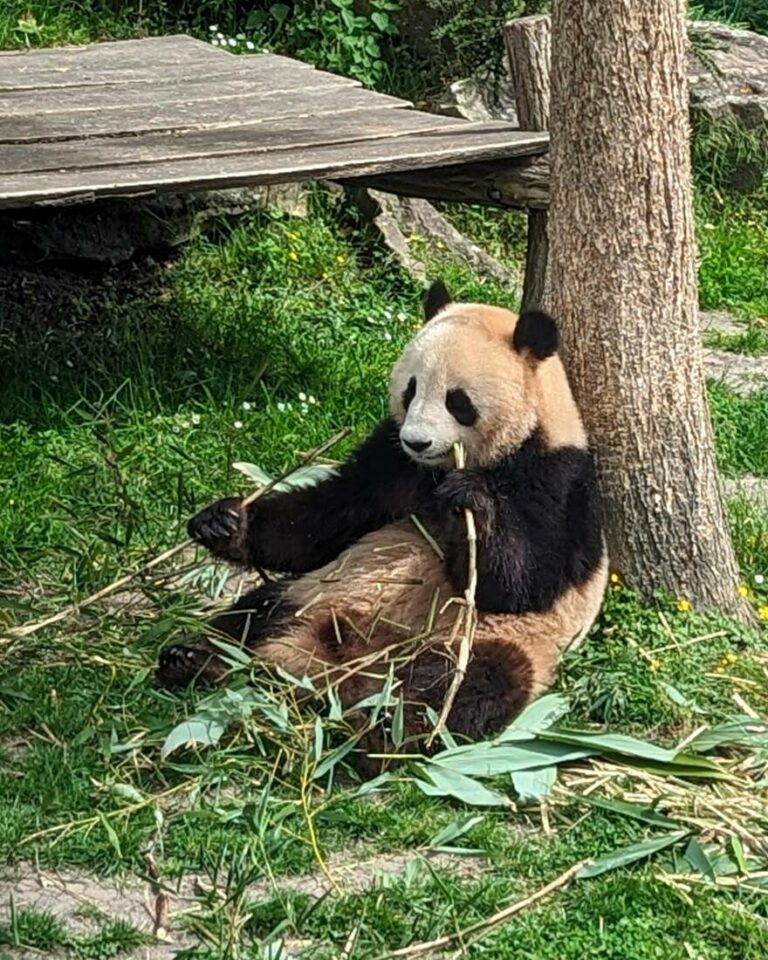 Visiter le Zoo de Beauval en famille