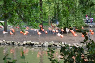 zoo de beauval en famille