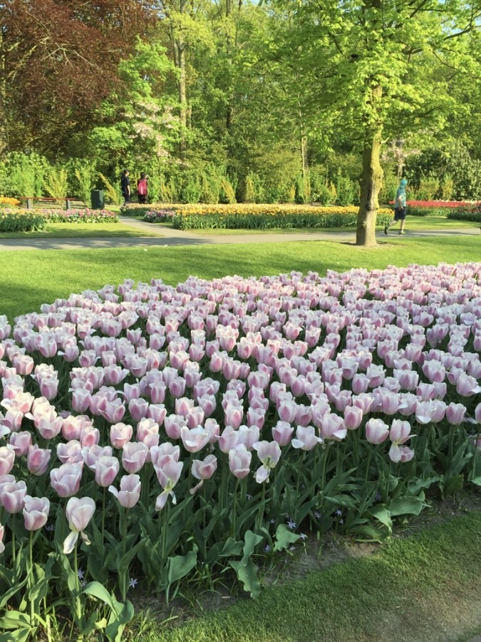 Visiter Keukenhof en famille en 2020 : comment voir les champs de Tulipes aux Pays-Bas.