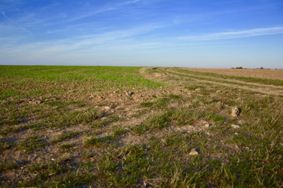 blog-de-voyage-campagne-beauce-voyage-en-famille-nature-champs-champs-de-ble-voyage-et-enfantthumb_dsc_0526_1024