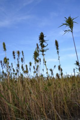 campagne-beauce