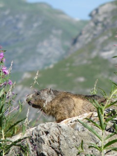 la Savoie en été blog-de-voyageparc-de-la-vanoise-alpesmontagnesp1160723