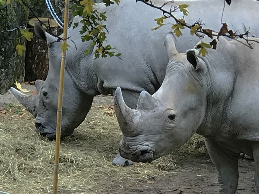 découvrir le zoo de Lille avec les enfants