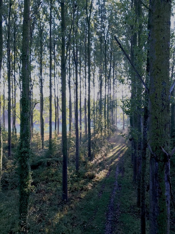 vue sur la forêt depuis la terrasse de la cabane.