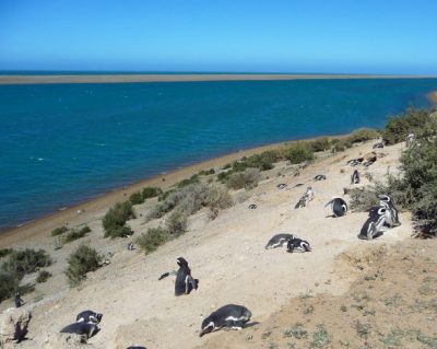 roadtrip argentine observer les manchots