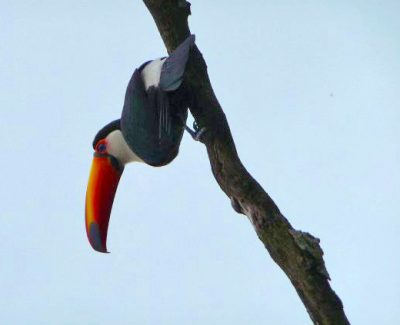 roadtrip argentine toucan