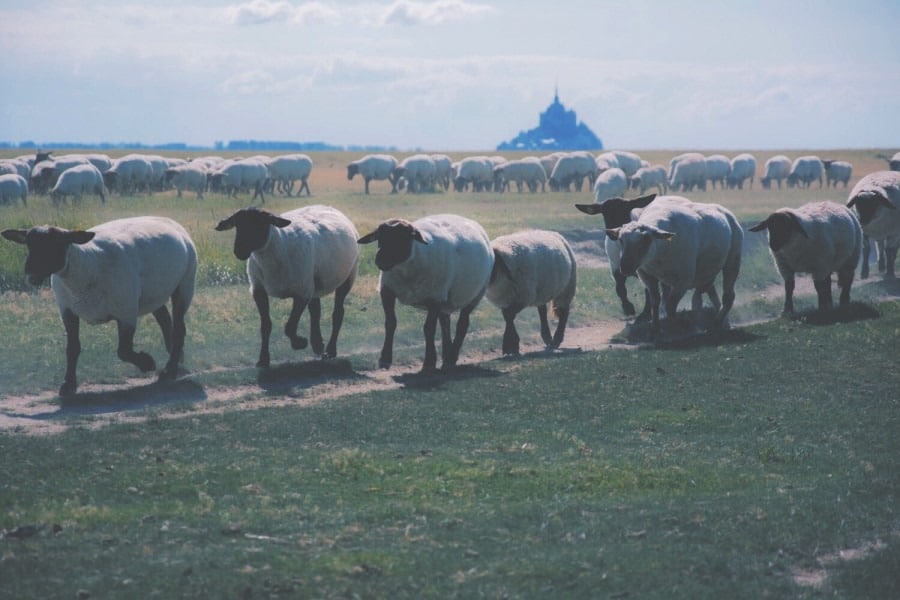 que visiter au mont saint michel et sa baie 1et ses moutons présalés