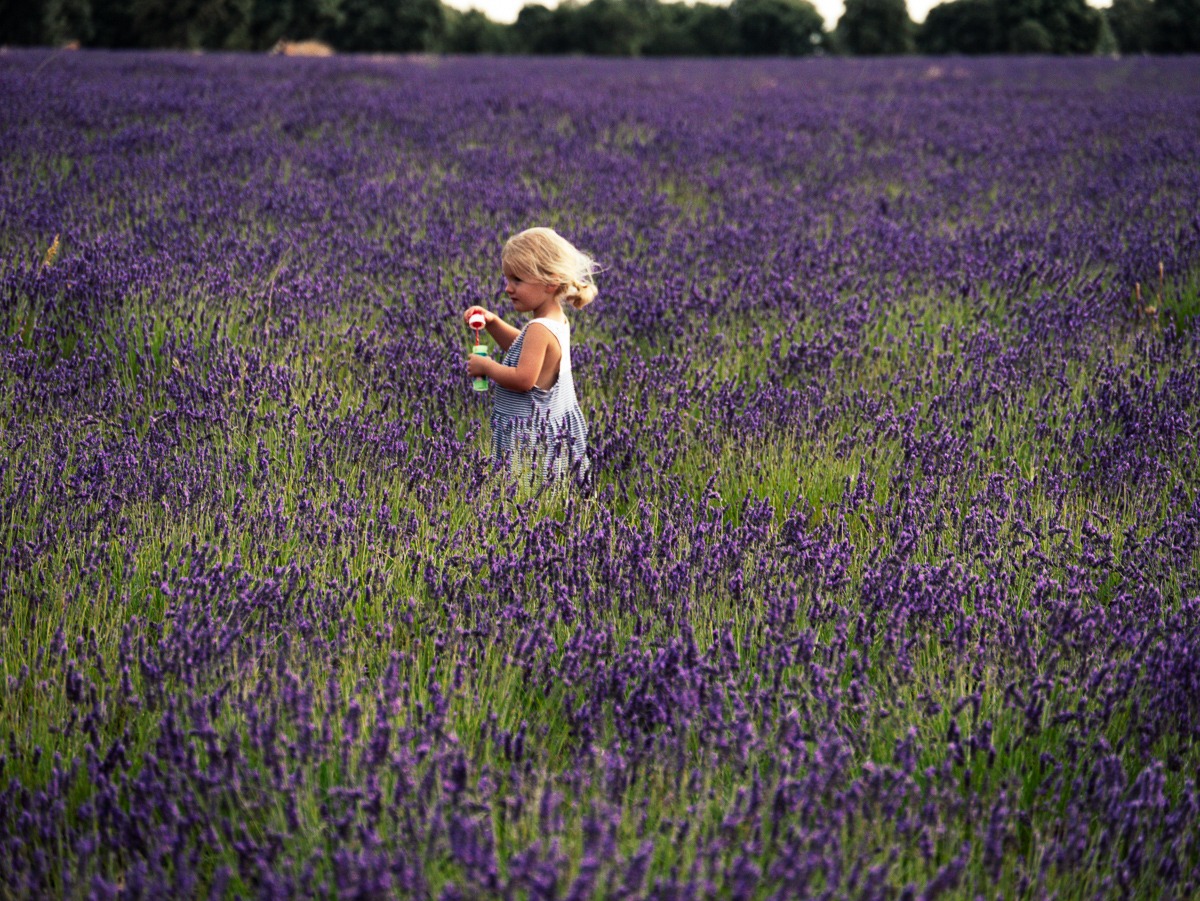 enfant dans les champs de lavande en espagne