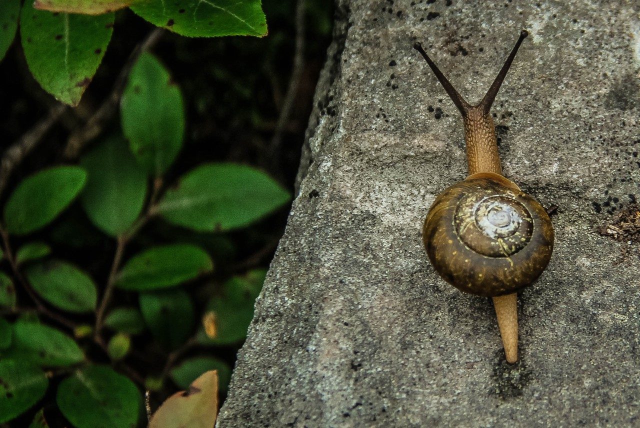 ralentir vivre au rythme d'un escargot