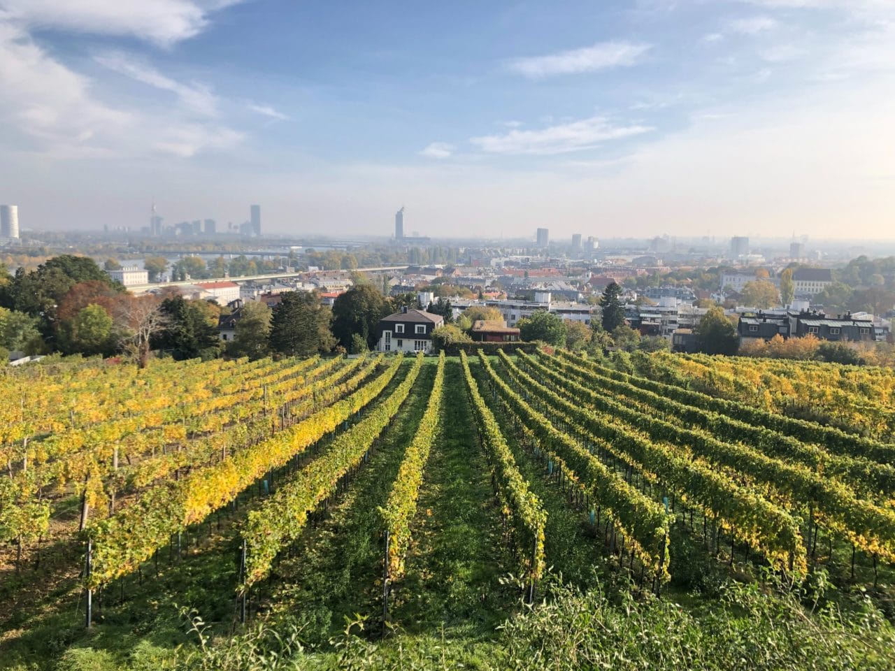 Vivre en Autriche - vignes