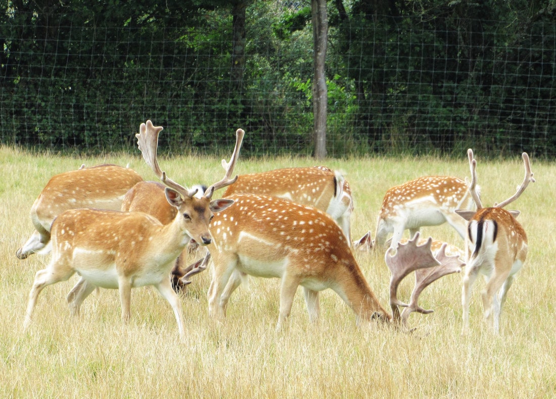 Legendia parc en famille - Daims