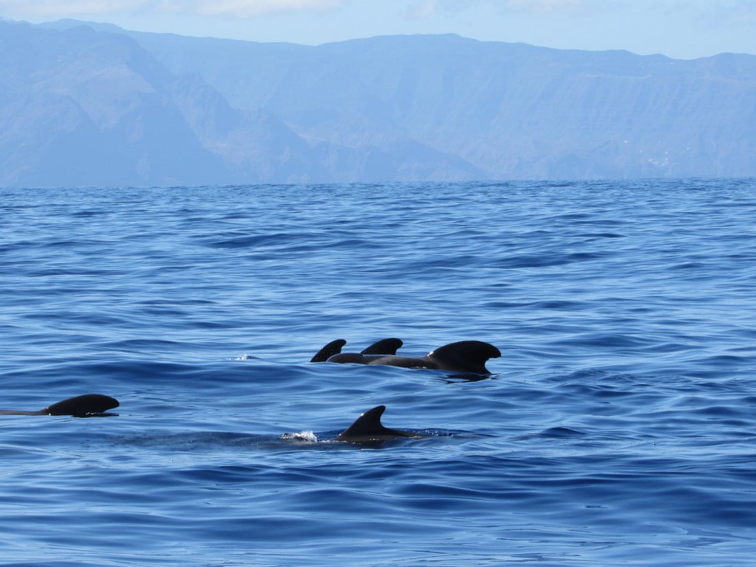 Tenerife avec les enfants - baleines