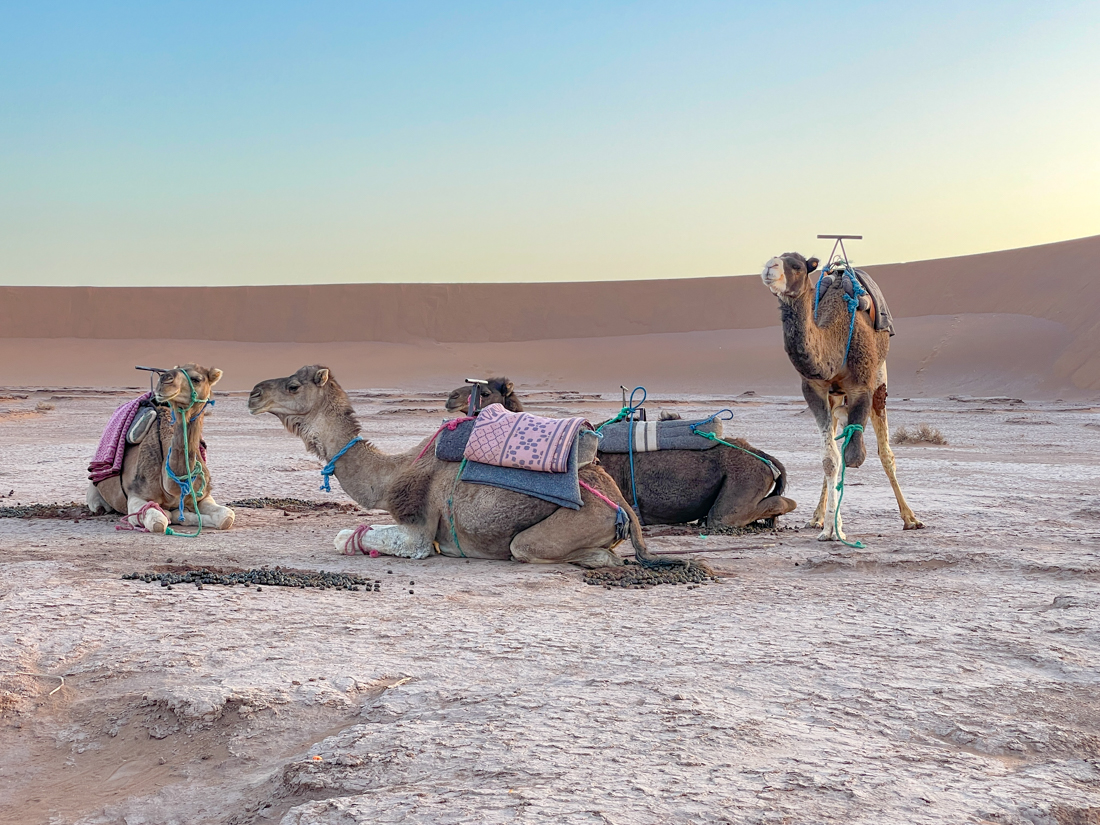 trek desert marocain en famille