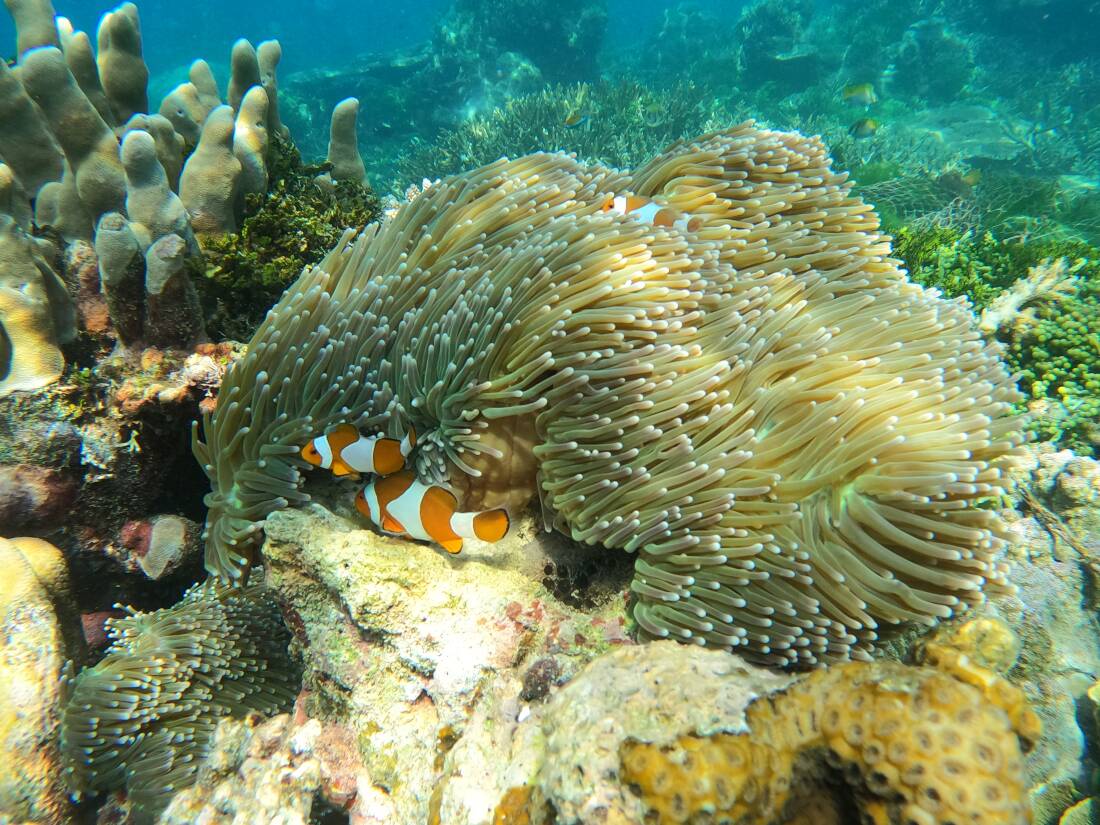 Karimunjawa en famille