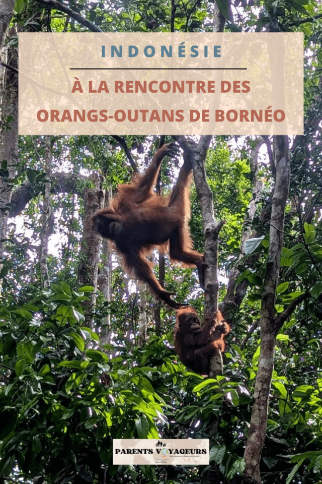 orangs-outans à bornéo