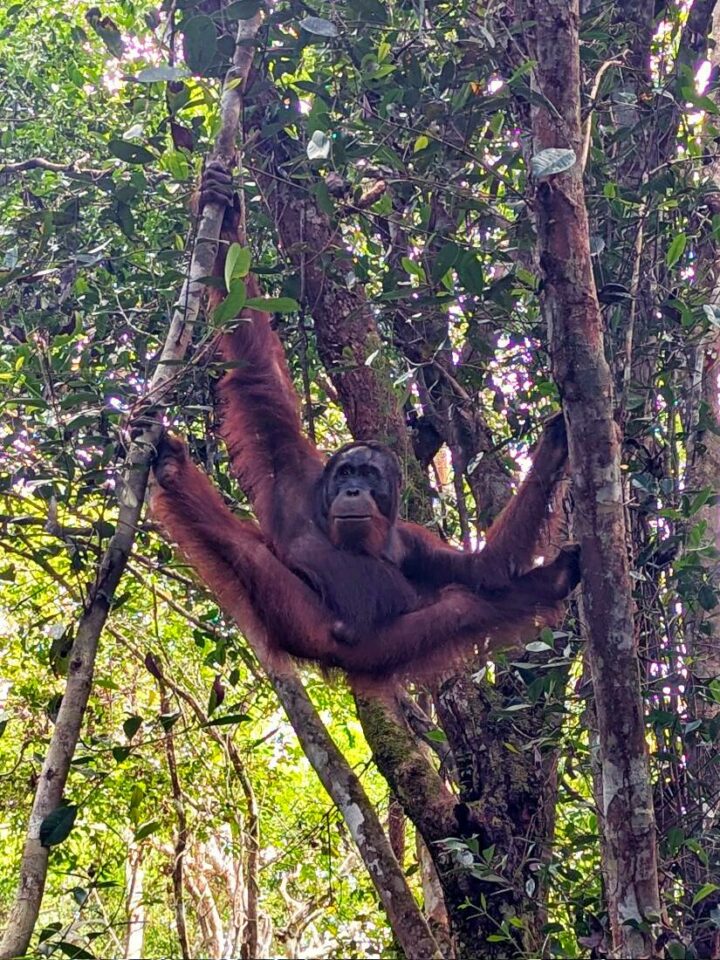 orangs-outans à bornéo