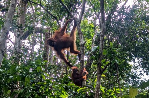 orangs-outans à bornéo