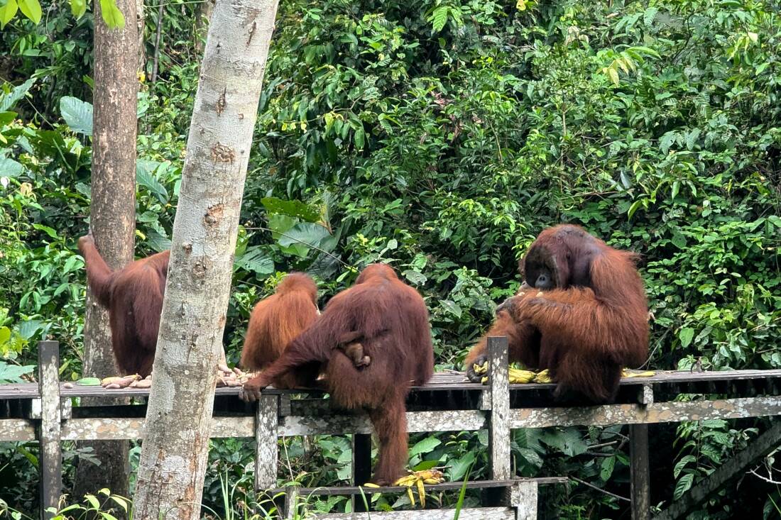 orangs-outans à bornéo