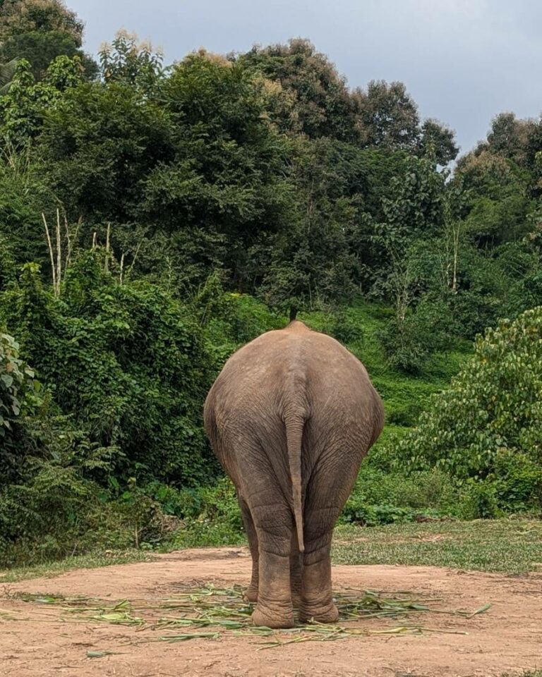 éléphants à chiang mai