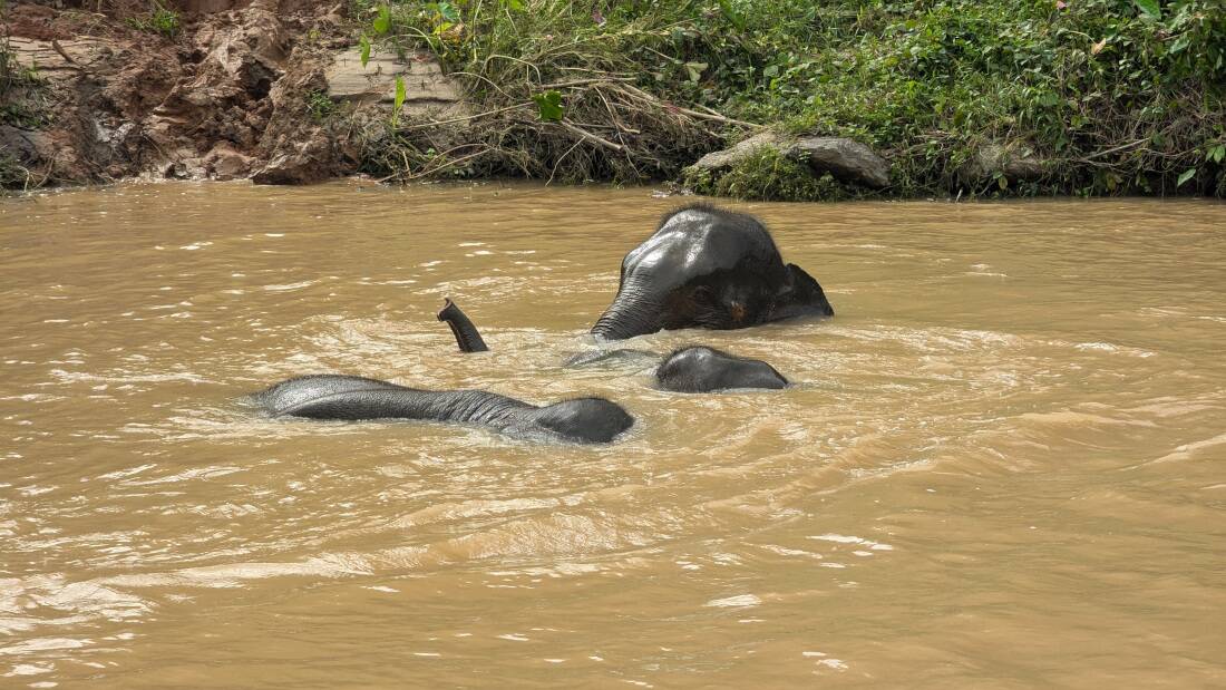 éléphants à chiang mai