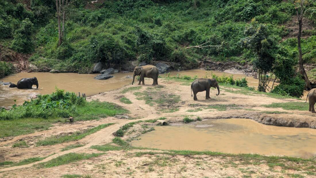 éléphants à chiang mai