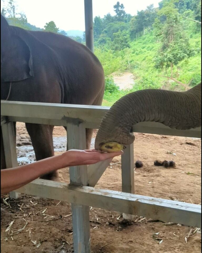 éléphants à chiang mai