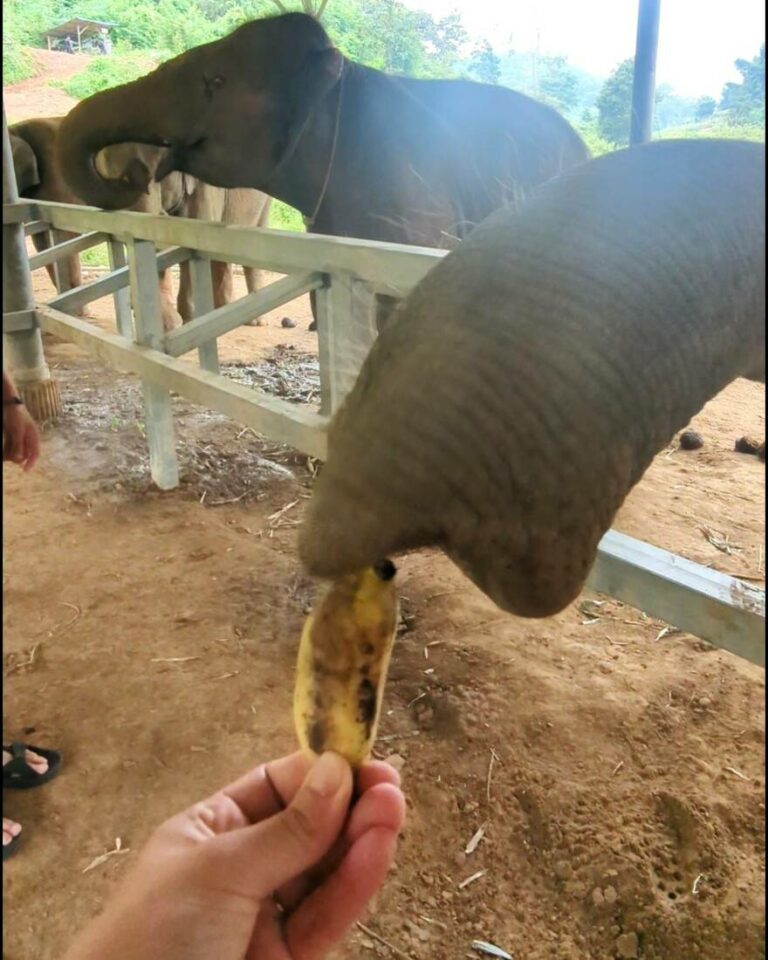 éléphants à chiang mai