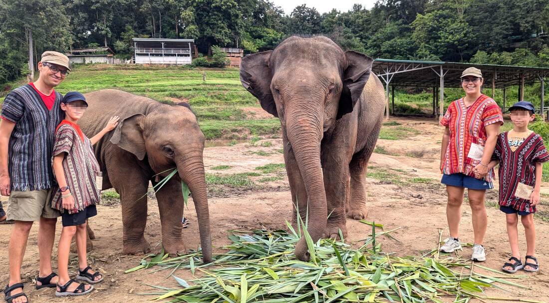 éléphants à chiang mai