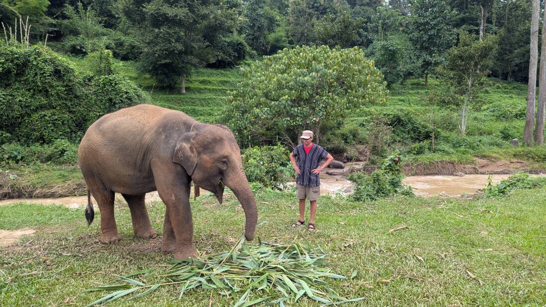 éléphants à chiang mai