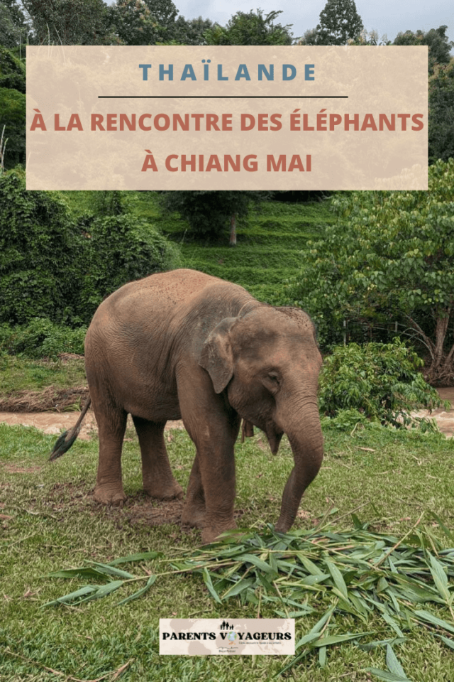 éléphants à chiang mai