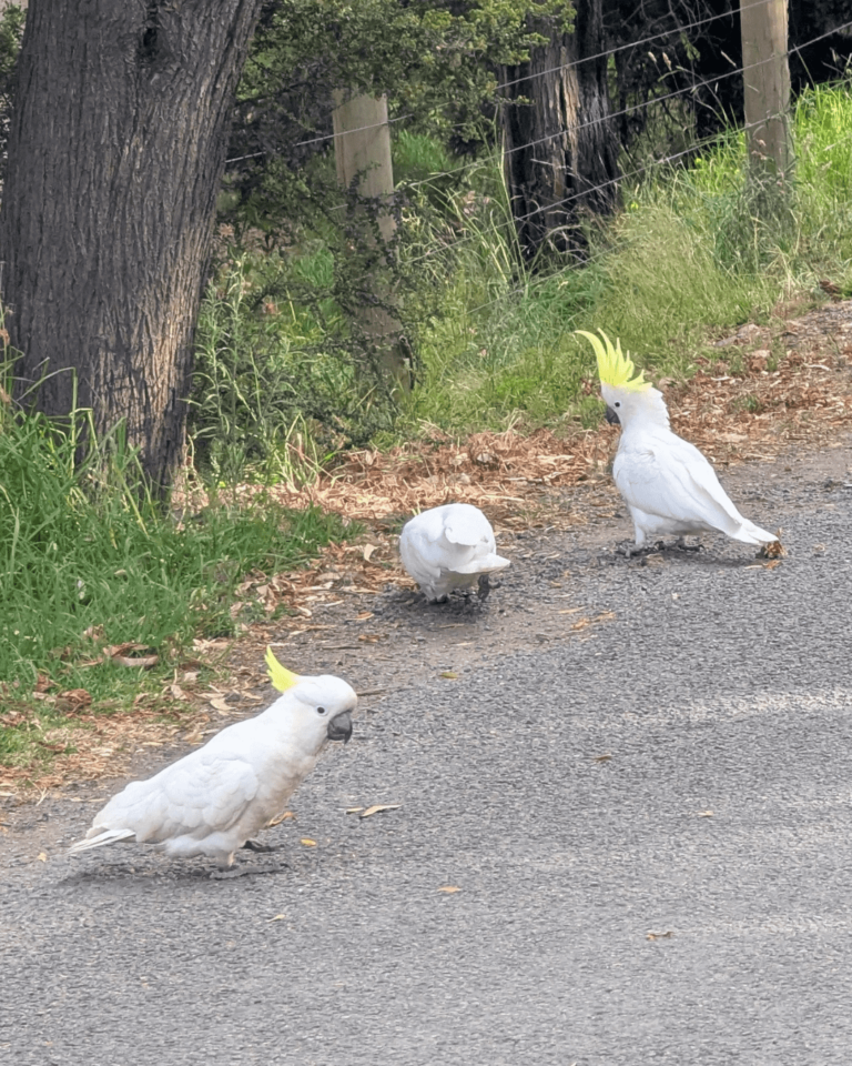 combien de jours sur la great ocean road